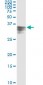 HPX Antibody (monoclonal) (M01)